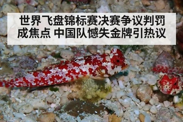 世界飞盘锦标赛决赛争议判罚成焦点 中国队憾失金牌引热议